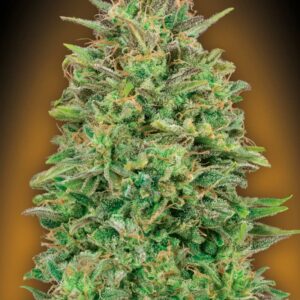 00 Skunk von 00 Seeds