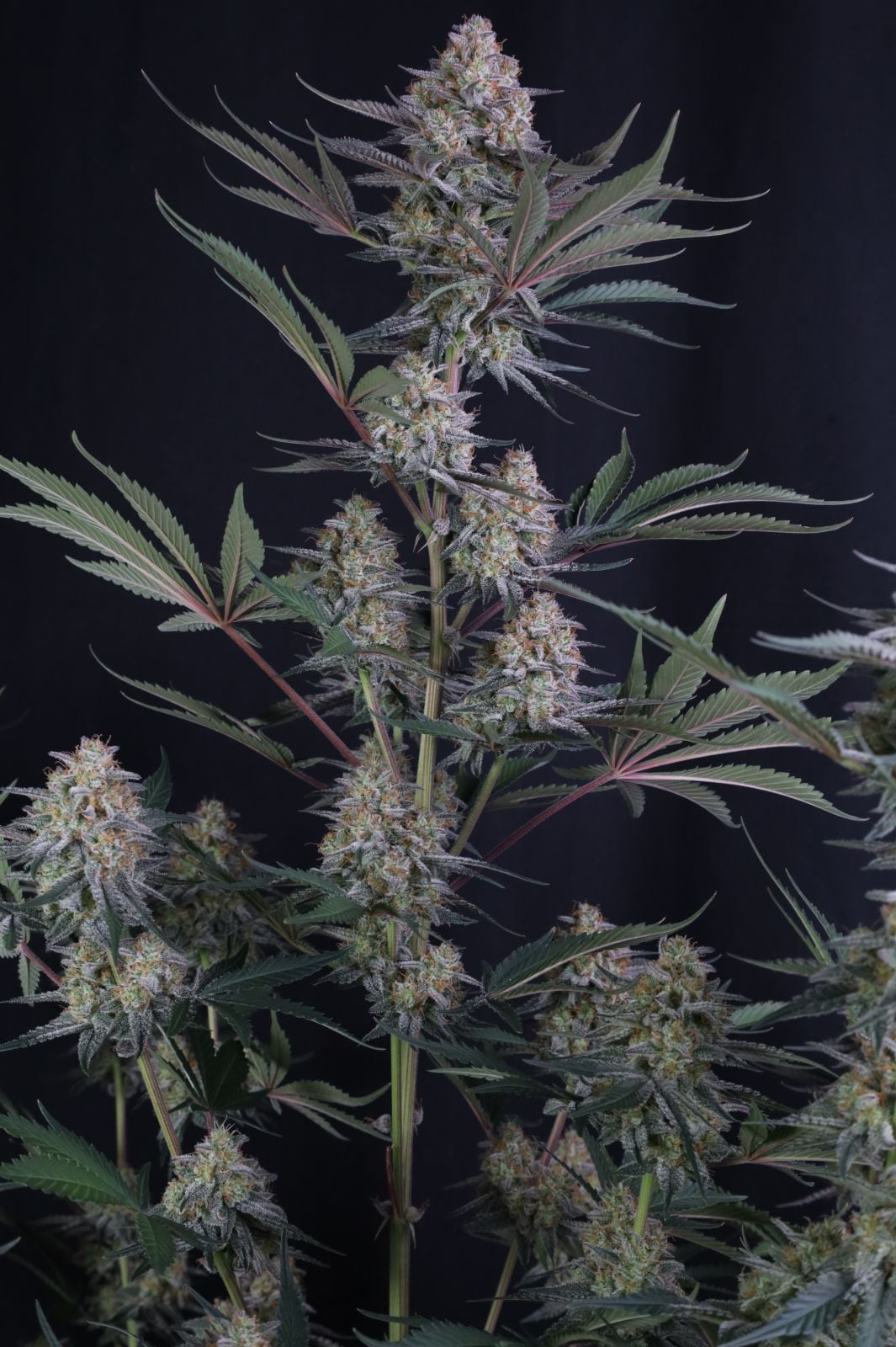 Lemon Tree Auto von Fast Buds