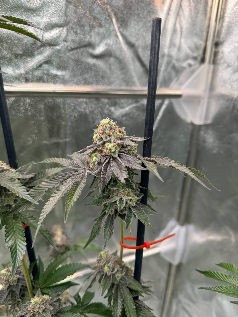 Gary Sherbet von Fast Buds