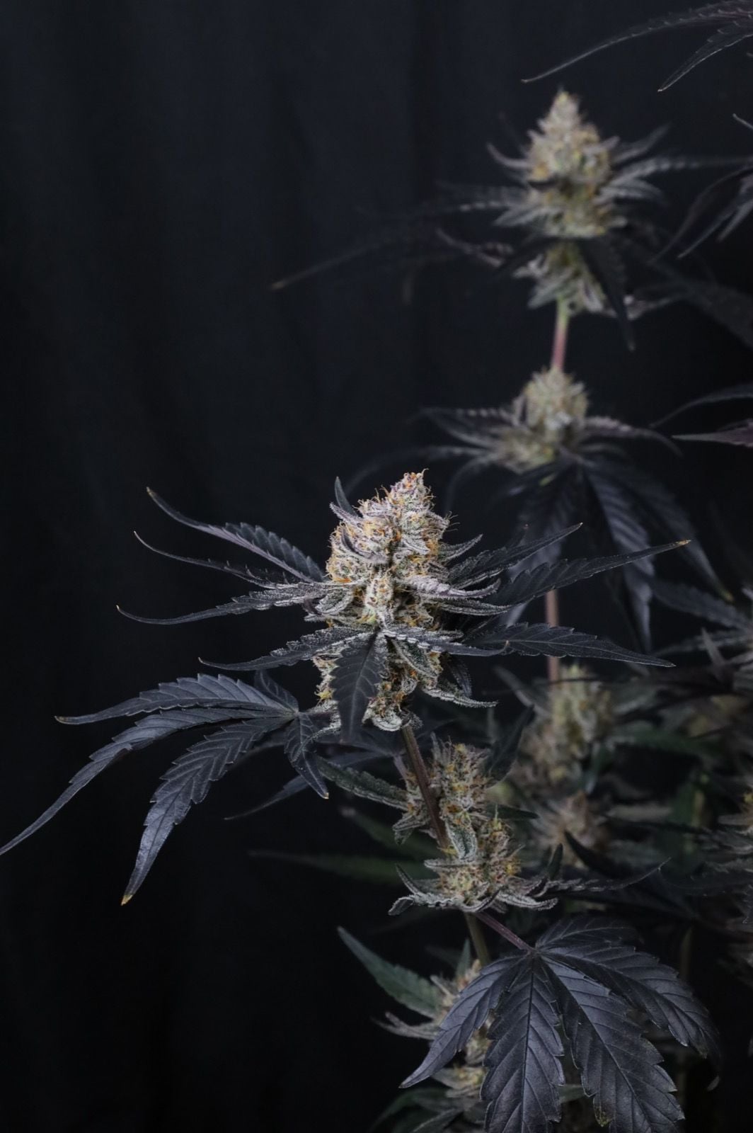 Guava Runtz Auto von Fast Buds