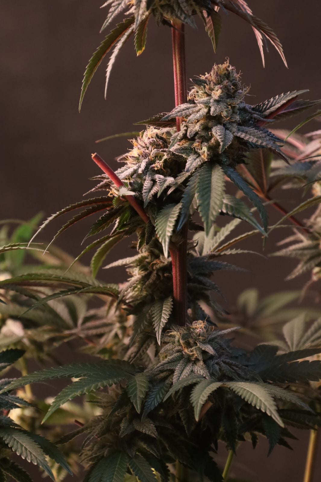 Lemon Cherry Runtz von Fast Buds