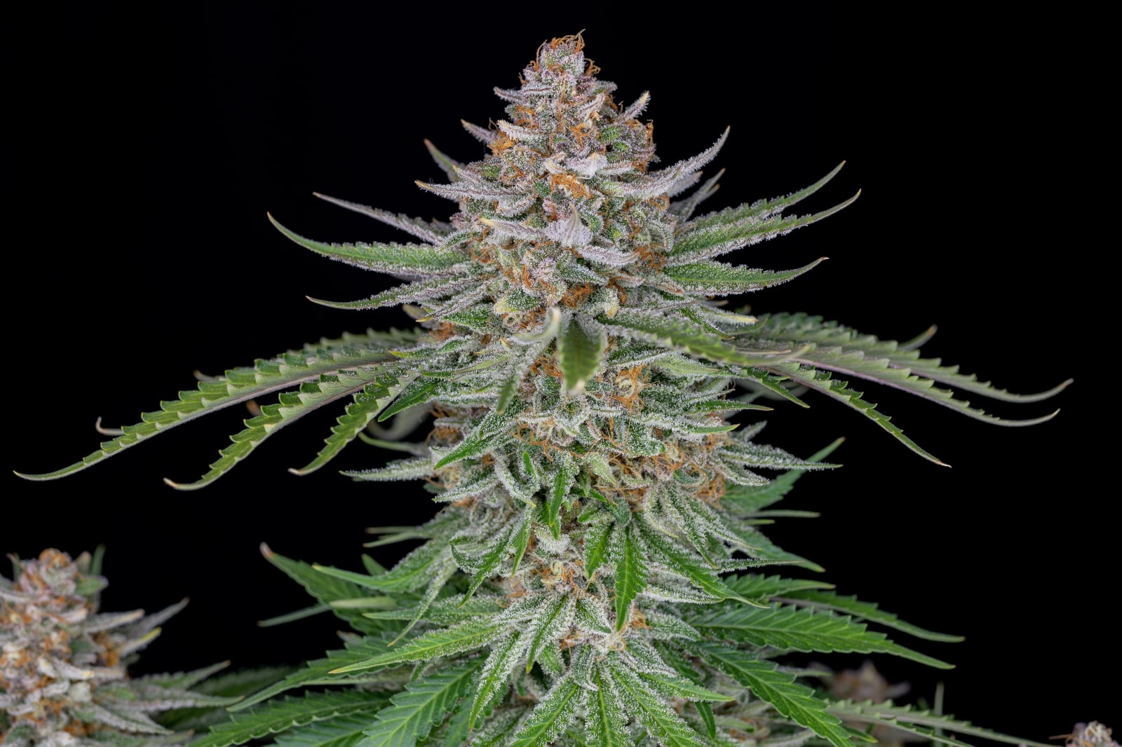 Strawberry Pie Auto von Fast Buds