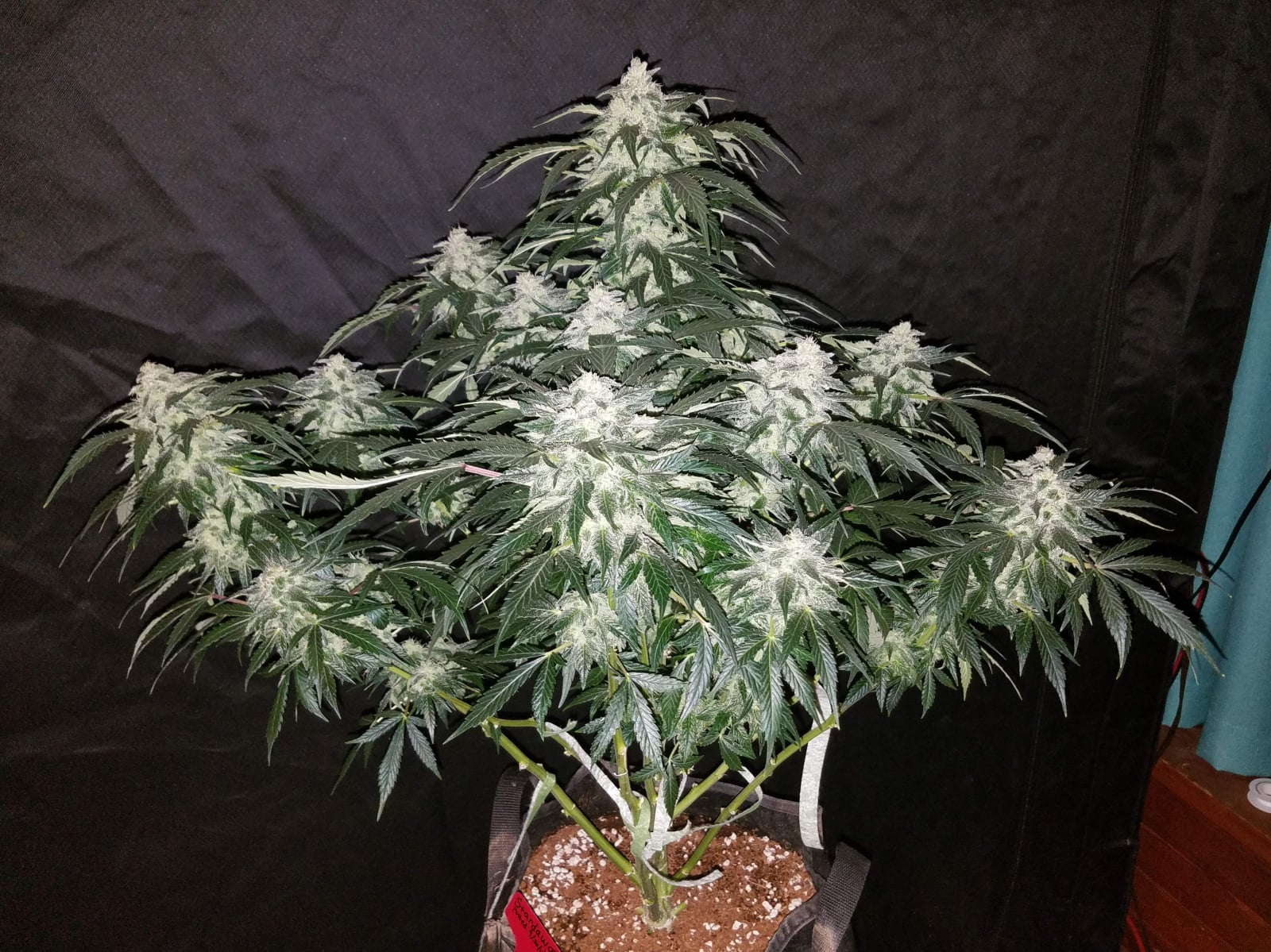 Stardawg Auto von Fast Buds