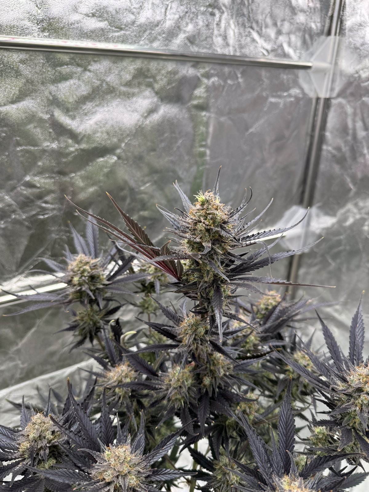 Guava Auto RF3 von Fast Buds