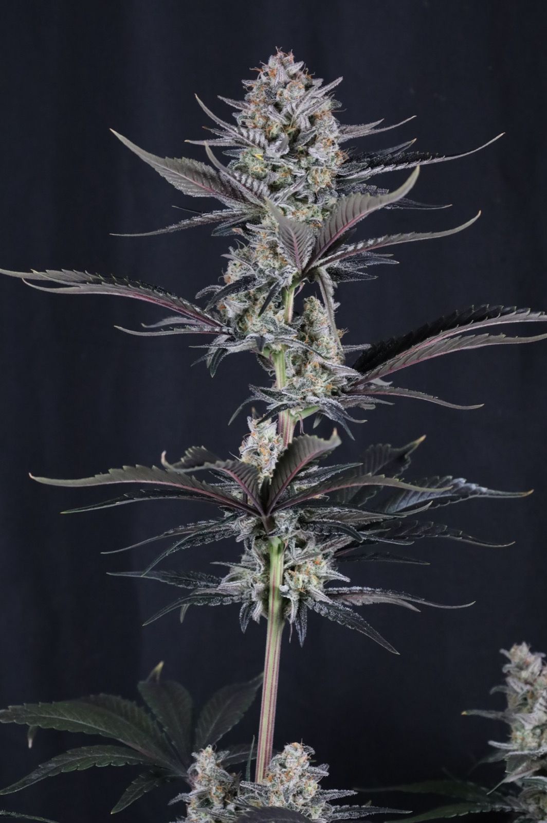 Mendo Guava Auto von Fast Buds