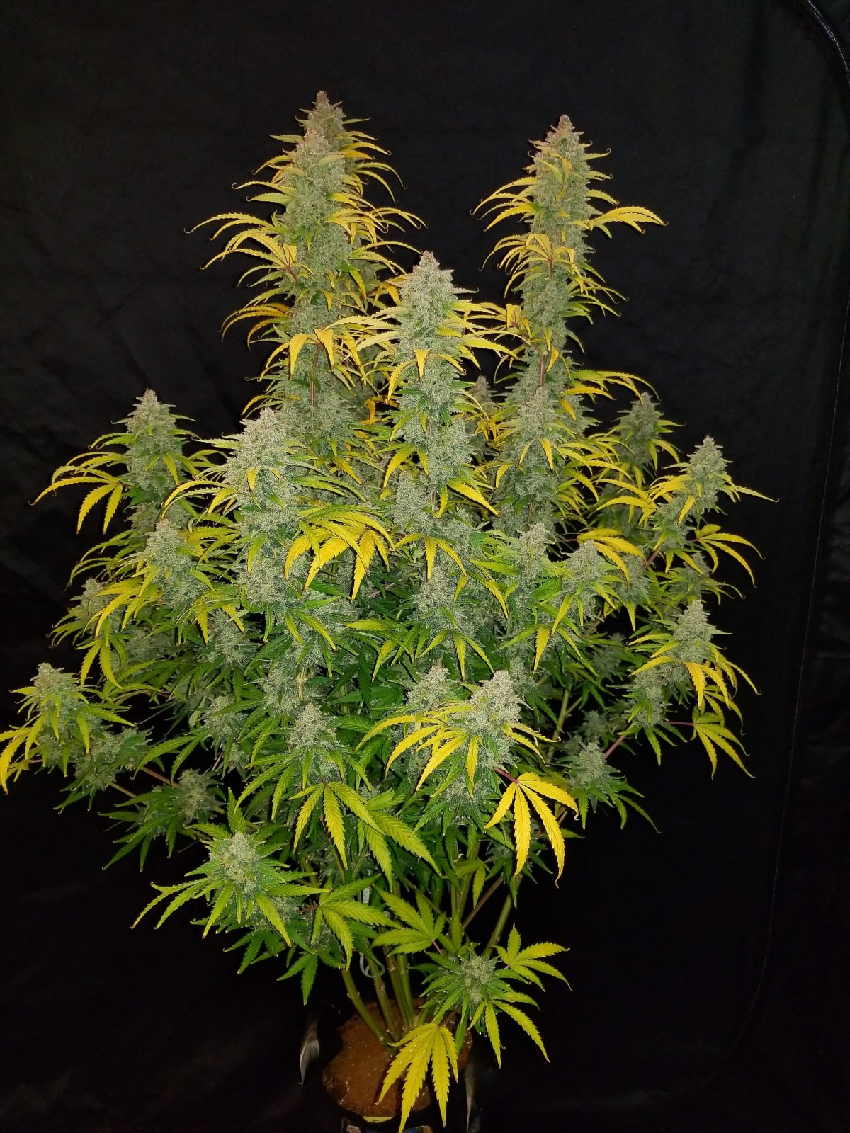 Blue Dream Auto von Fast Buds
