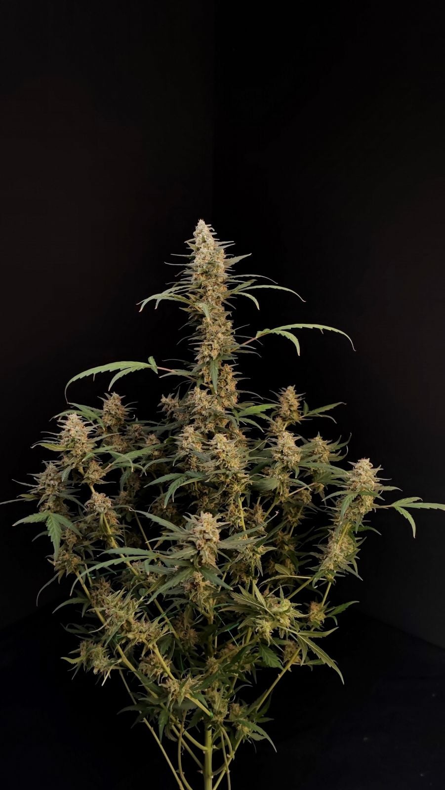 Critical Auto von Fast Buds