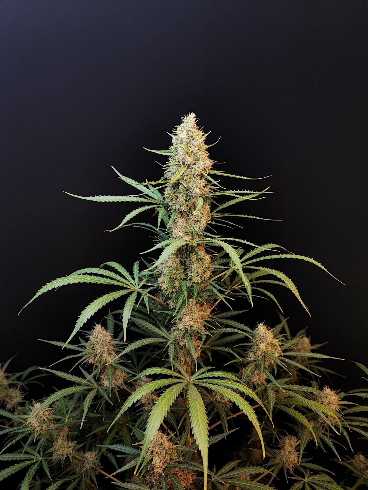 Jack Herer Auto von Fast Buds