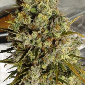 C5 Haze x Kali China von ACE Seeds