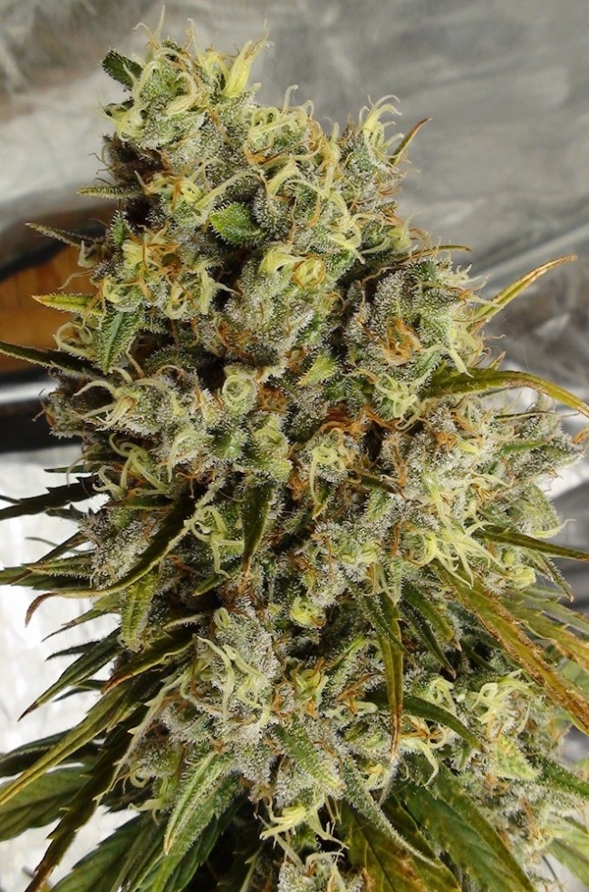 C5 Haze x Kali China von ACE Seeds