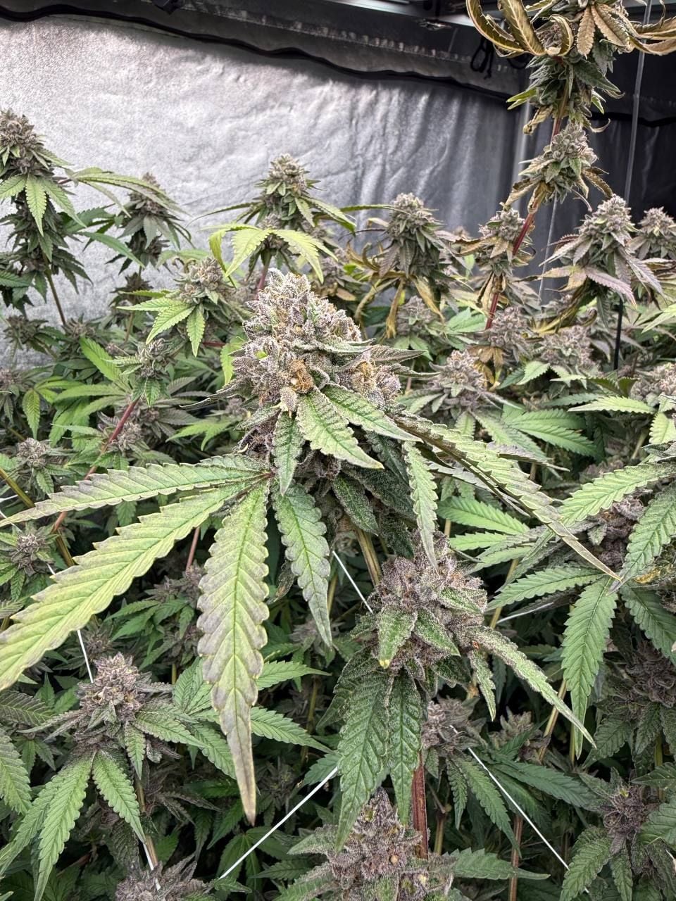Biscotti Gelato von Fast Buds