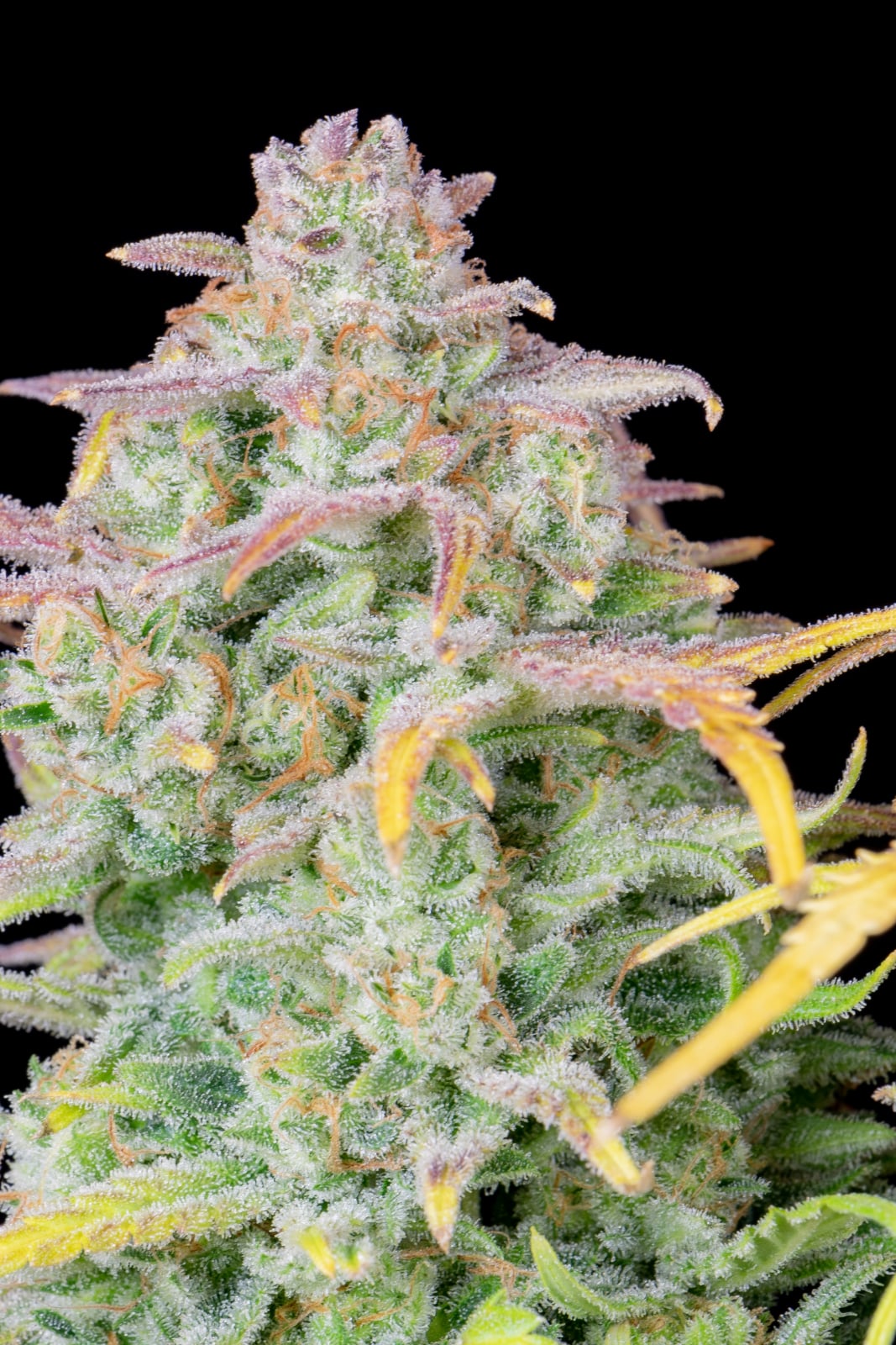 Trainwreck Auto von Fast Buds