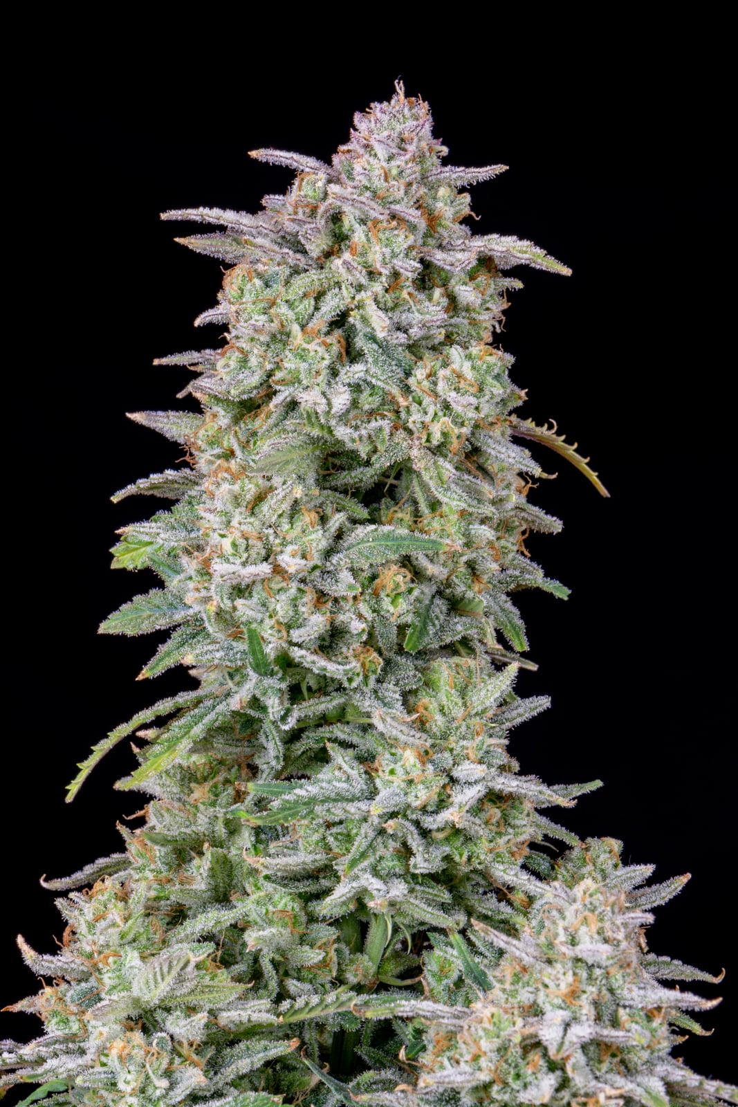 Forbidden Runtz Auto von Fast Buds