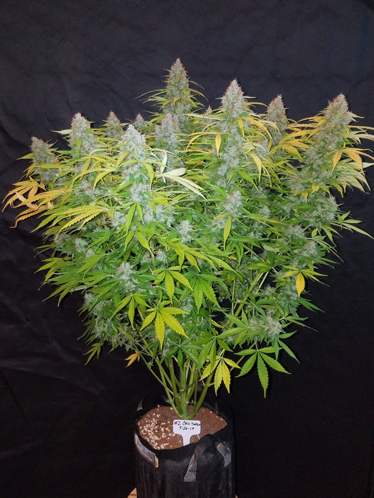 Californian Snow Auto von Fast Buds
