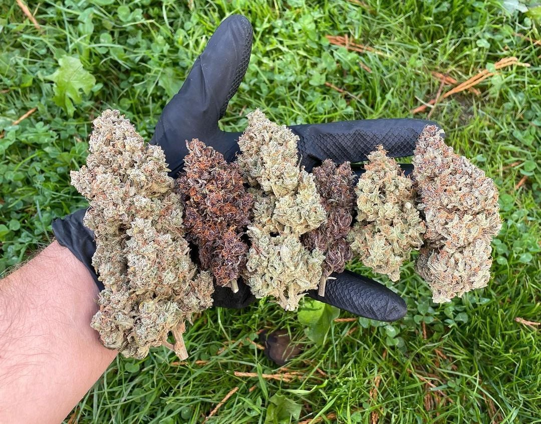 Mix Pack Auto von Fast Buds