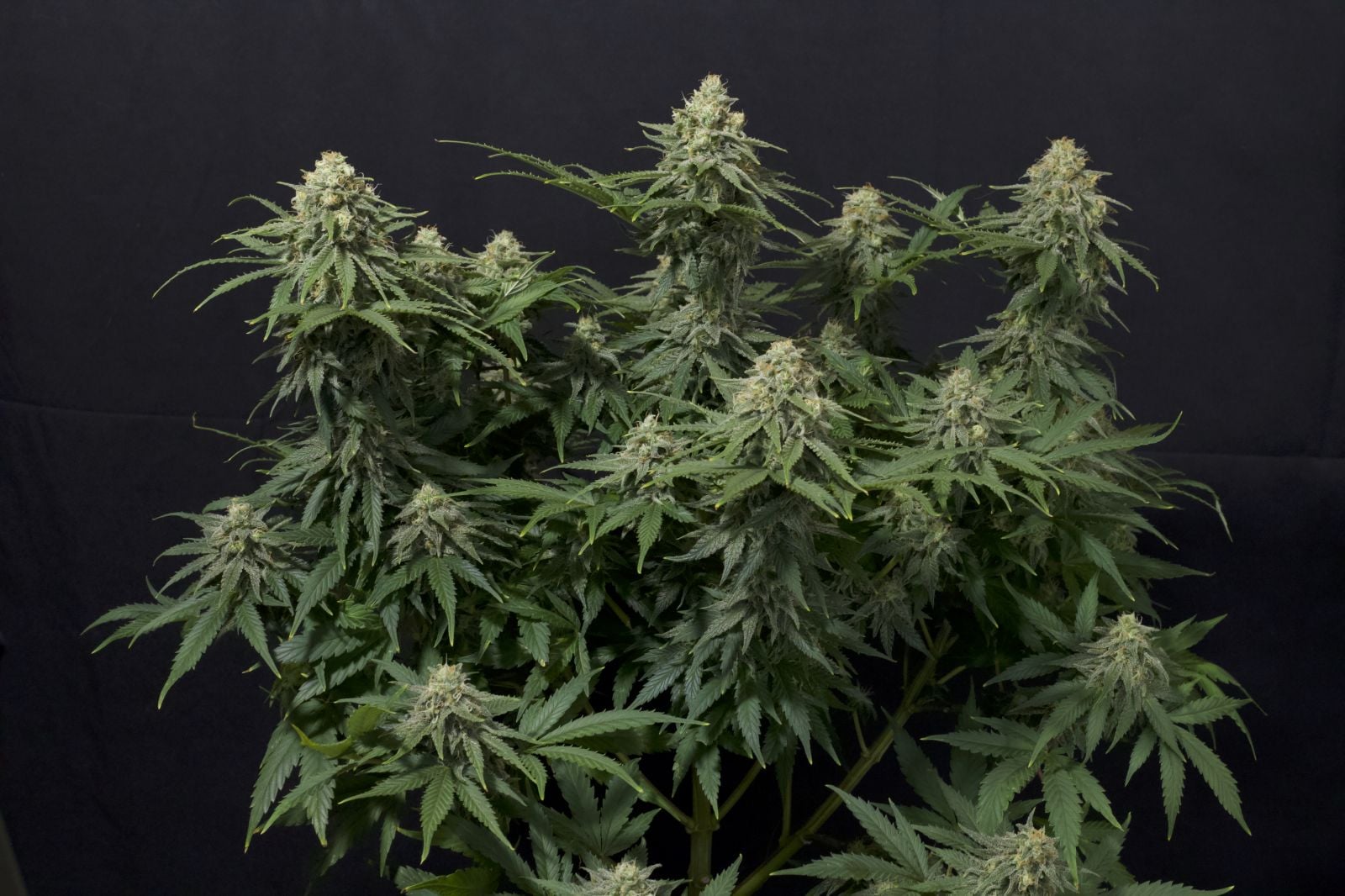 Wedding Cheesecake FF von Fast Buds