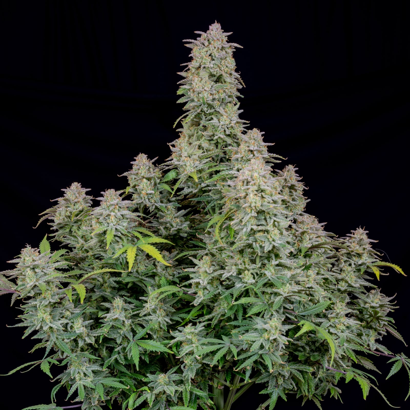 Forbidden Runtz Auto von Fast Buds