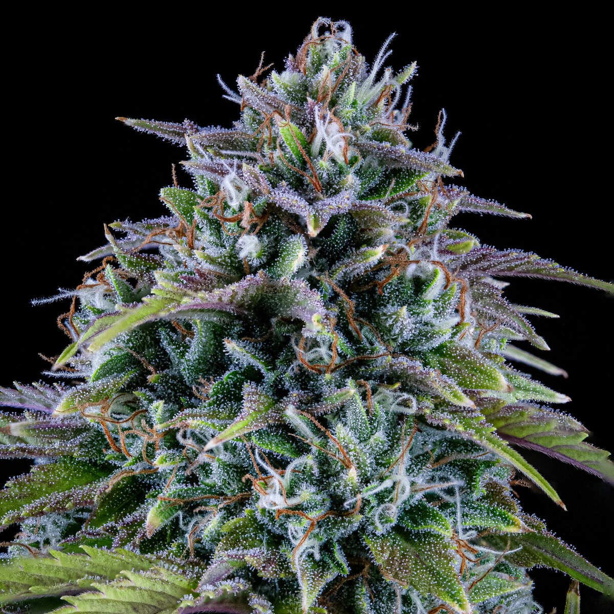 24 carat 3+2er – mephisto genetics (autoflower samen)