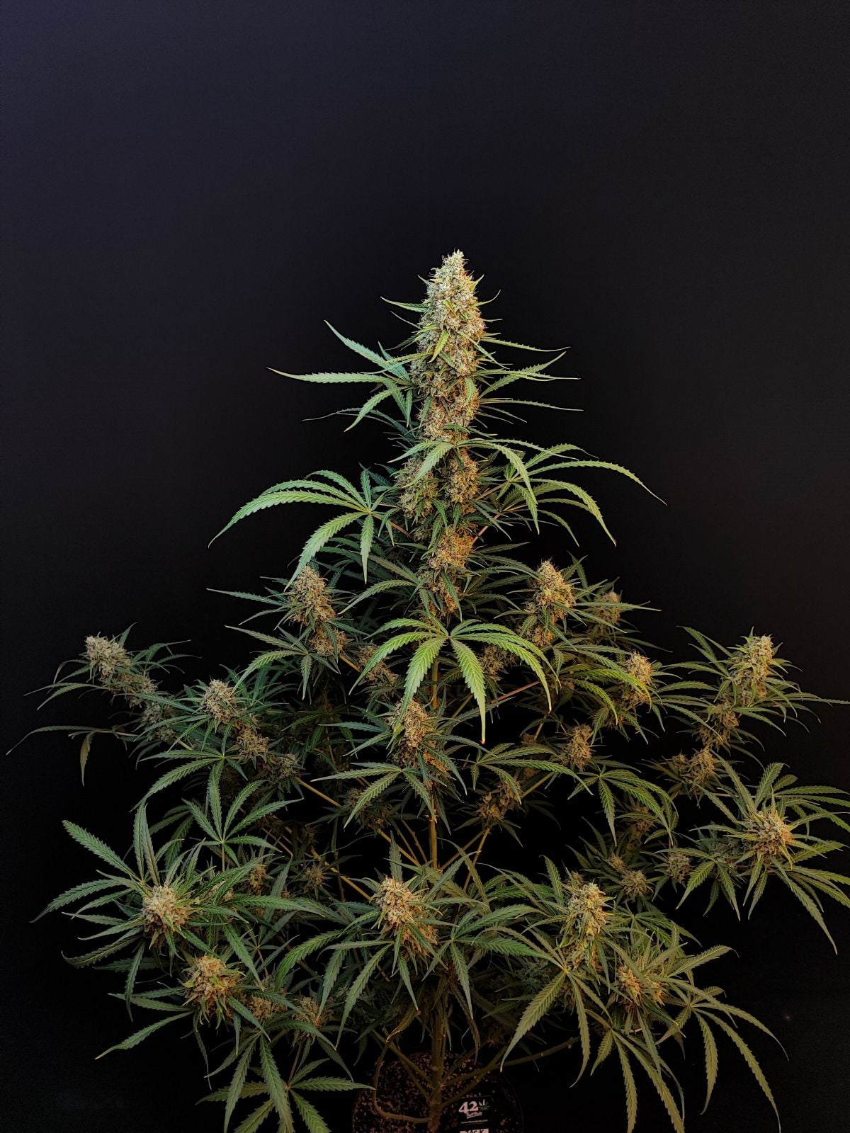 Jack Herer Auto von Fast Buds
