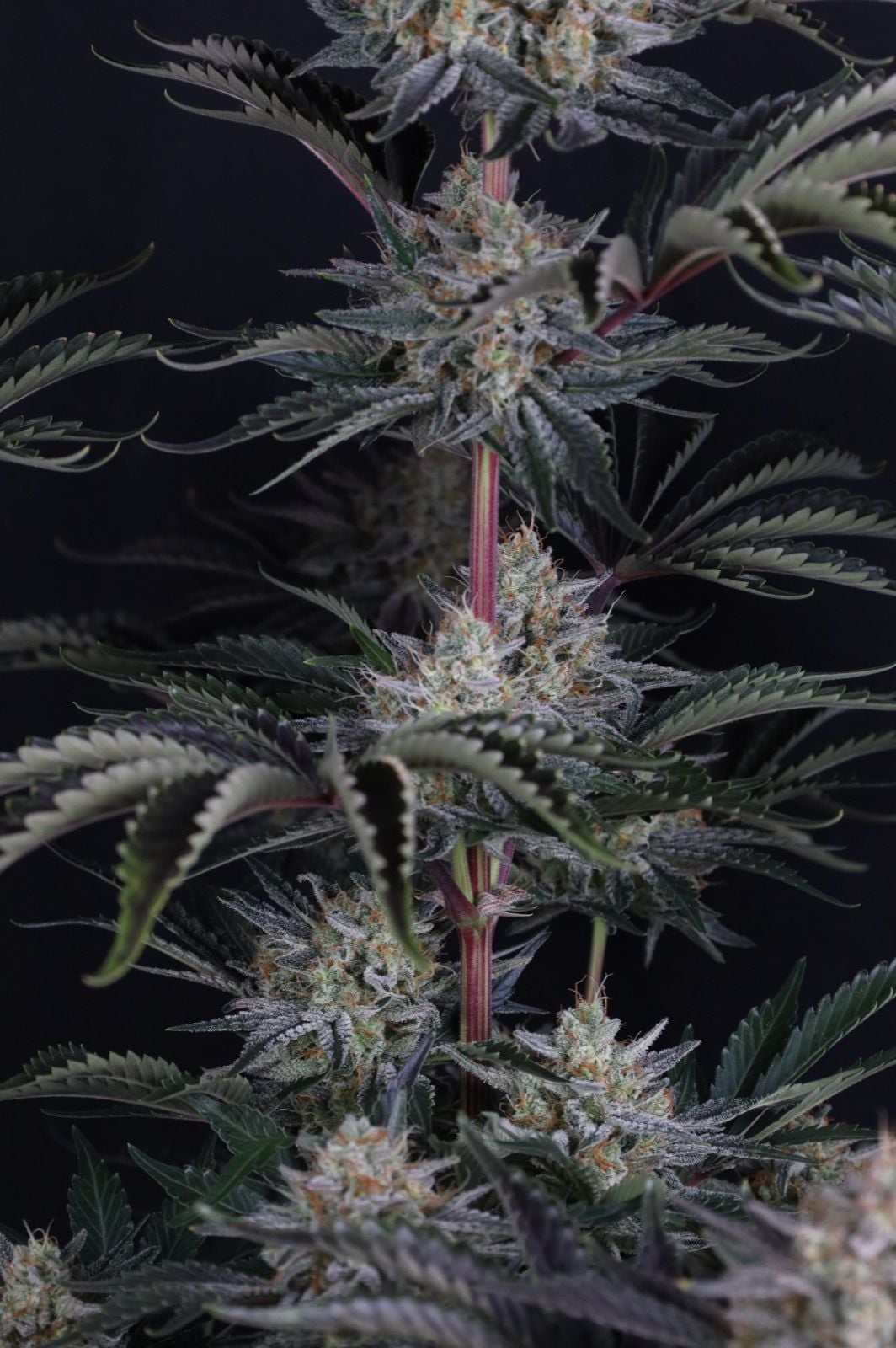 Mendo Frost Auto von Fast Buds