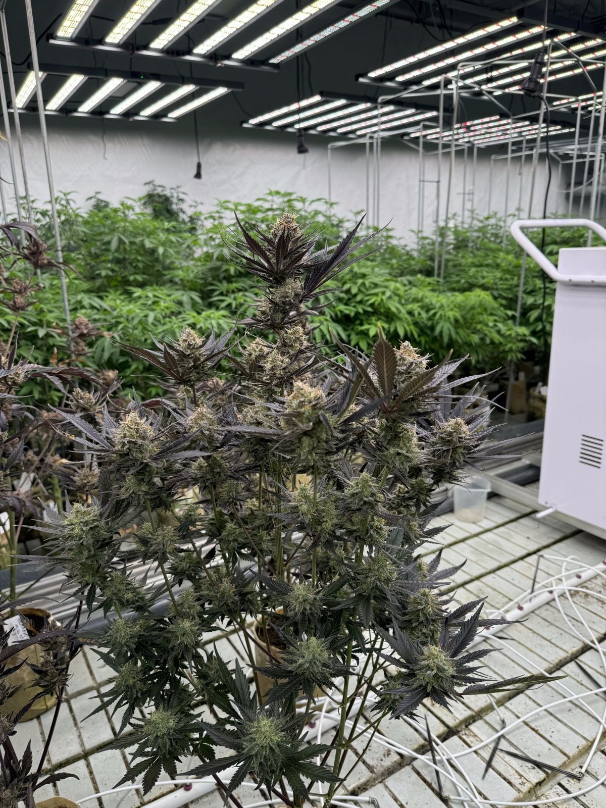 Guava Auto RF3 von Fast Buds
