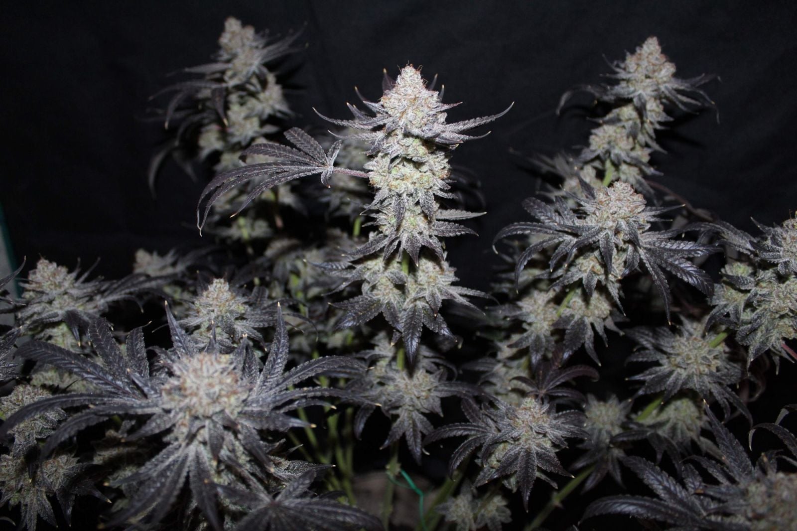 Tropicana Cookies FF von Fast Buds