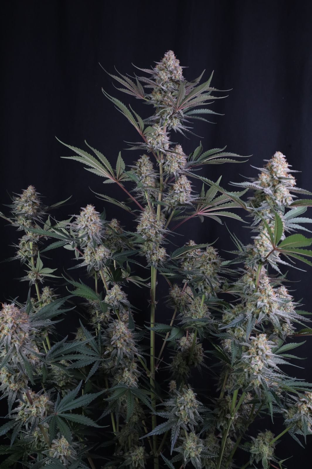 Lemon Tree Auto von Fast Buds
