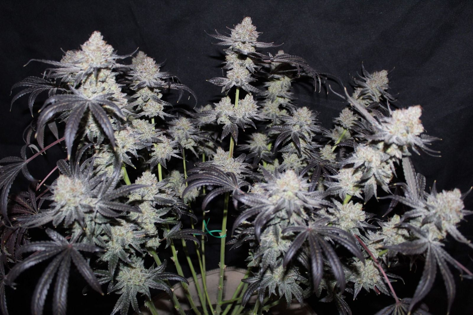 Tropicana Cookies FF von Fast Buds