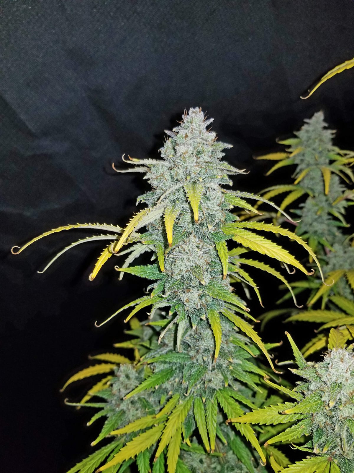 Blue Dream Auto von Fast Buds