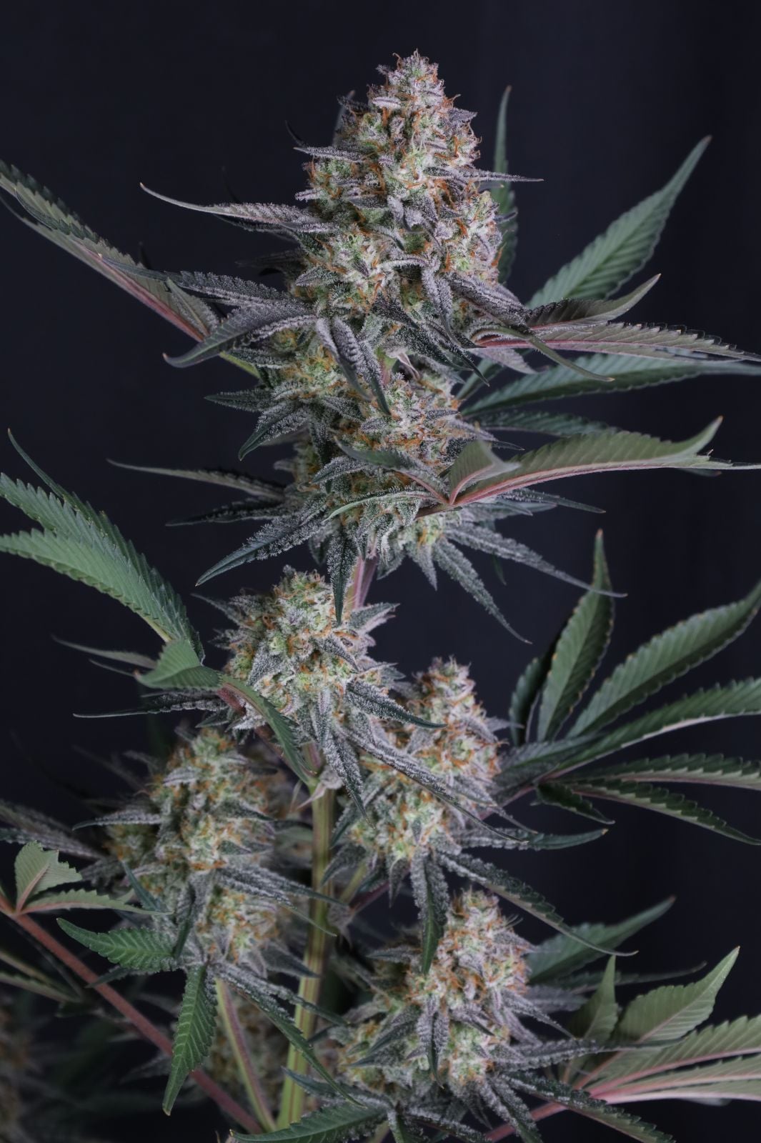 Lemon Tree Auto von Fast Buds