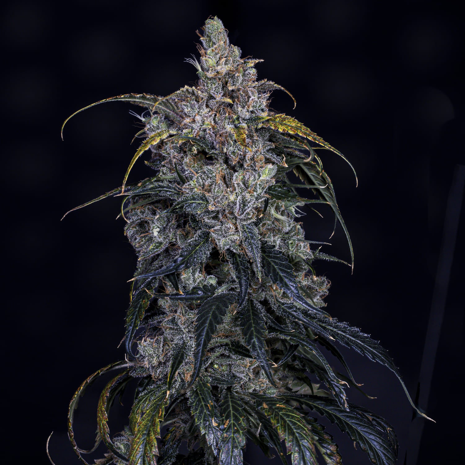 3 bears og 3+2er – mephisto genetics (autoflower samen)