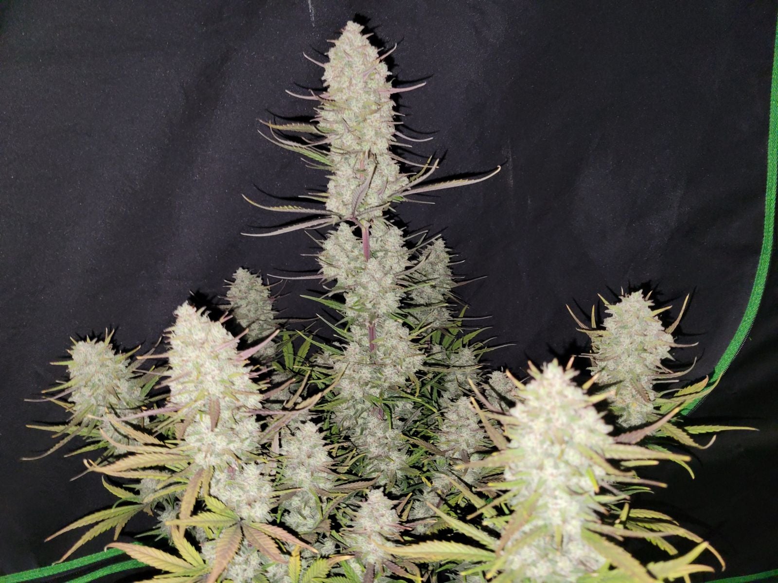 Tropicana Cookies Auto von Fast Buds
