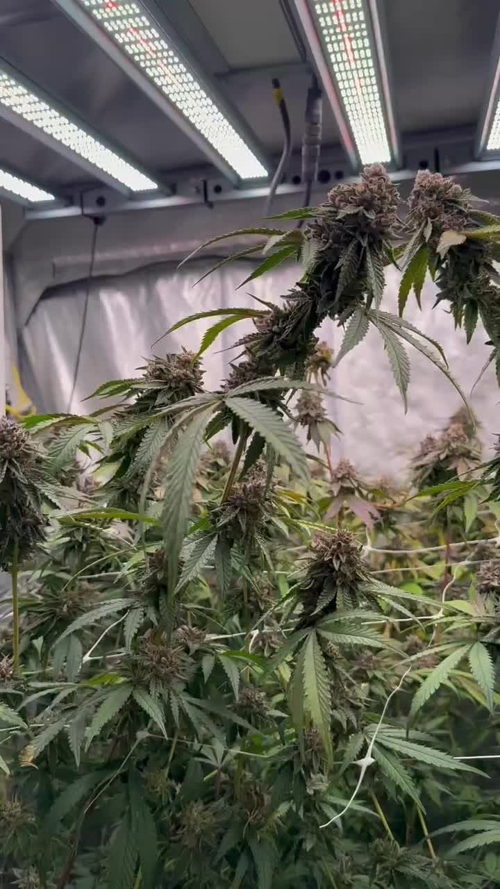 Biscotti Gelato von Fast Buds