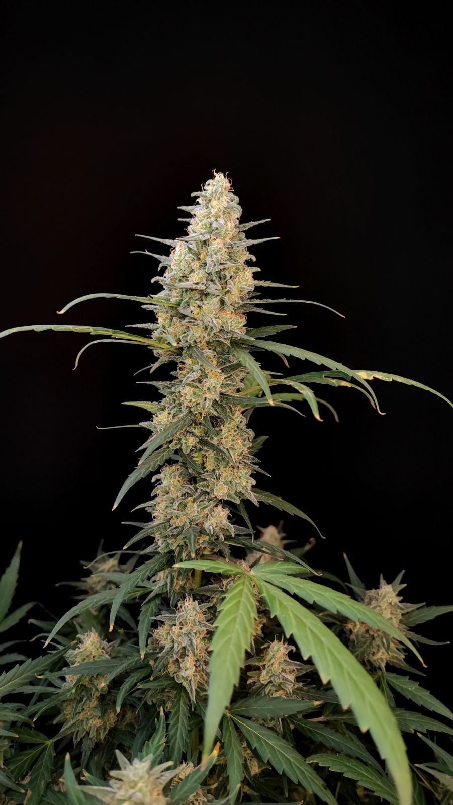 Critical Auto von Fast Buds
