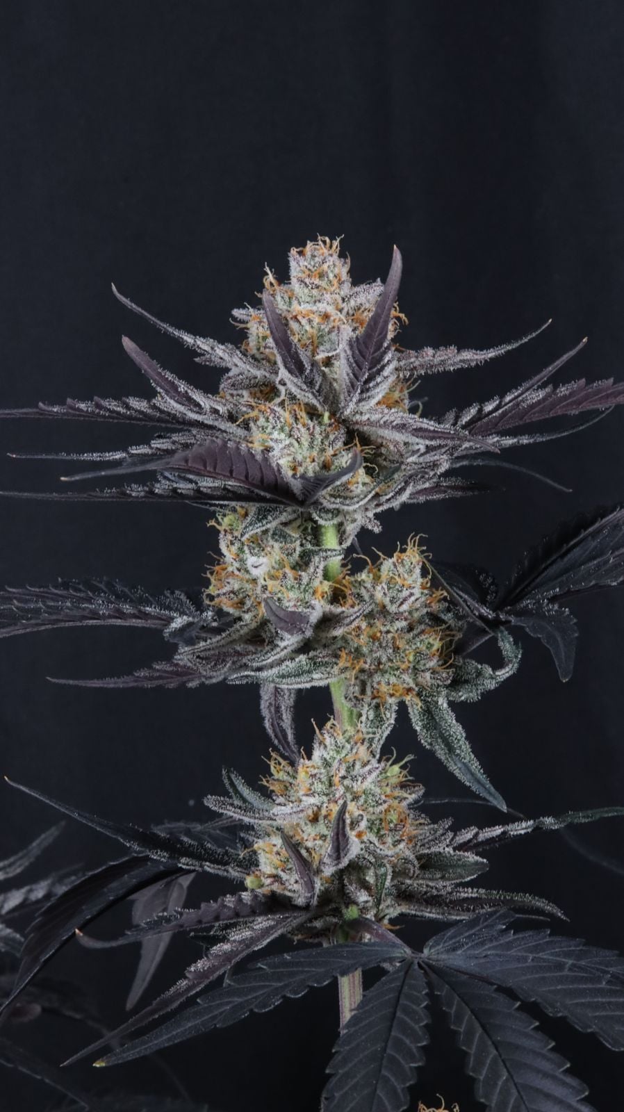 Guava Runtz Auto von Fast Buds