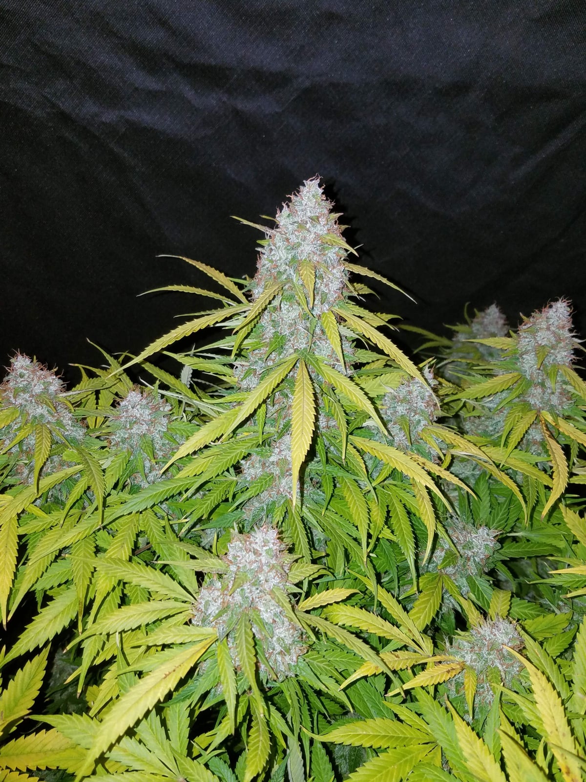 Californian Snow Auto von Fast Buds