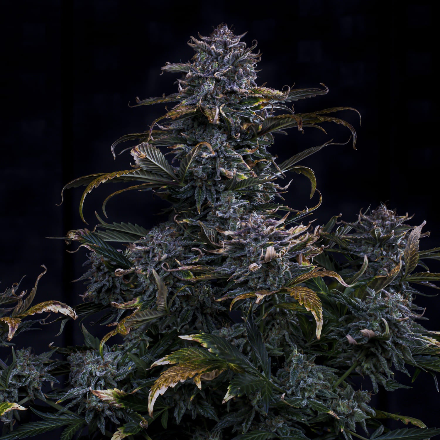 4 assed monkey 3+2er – mephisto genetics (autoflower samen)