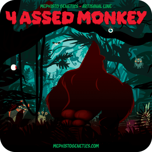 4 assed monkey 3+2er – mephisto genetics (autoflower samen)