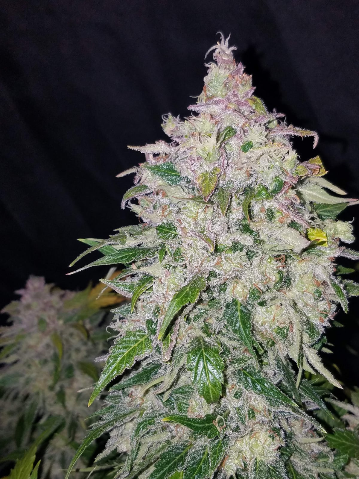 Stardawg Auto von Fast Buds