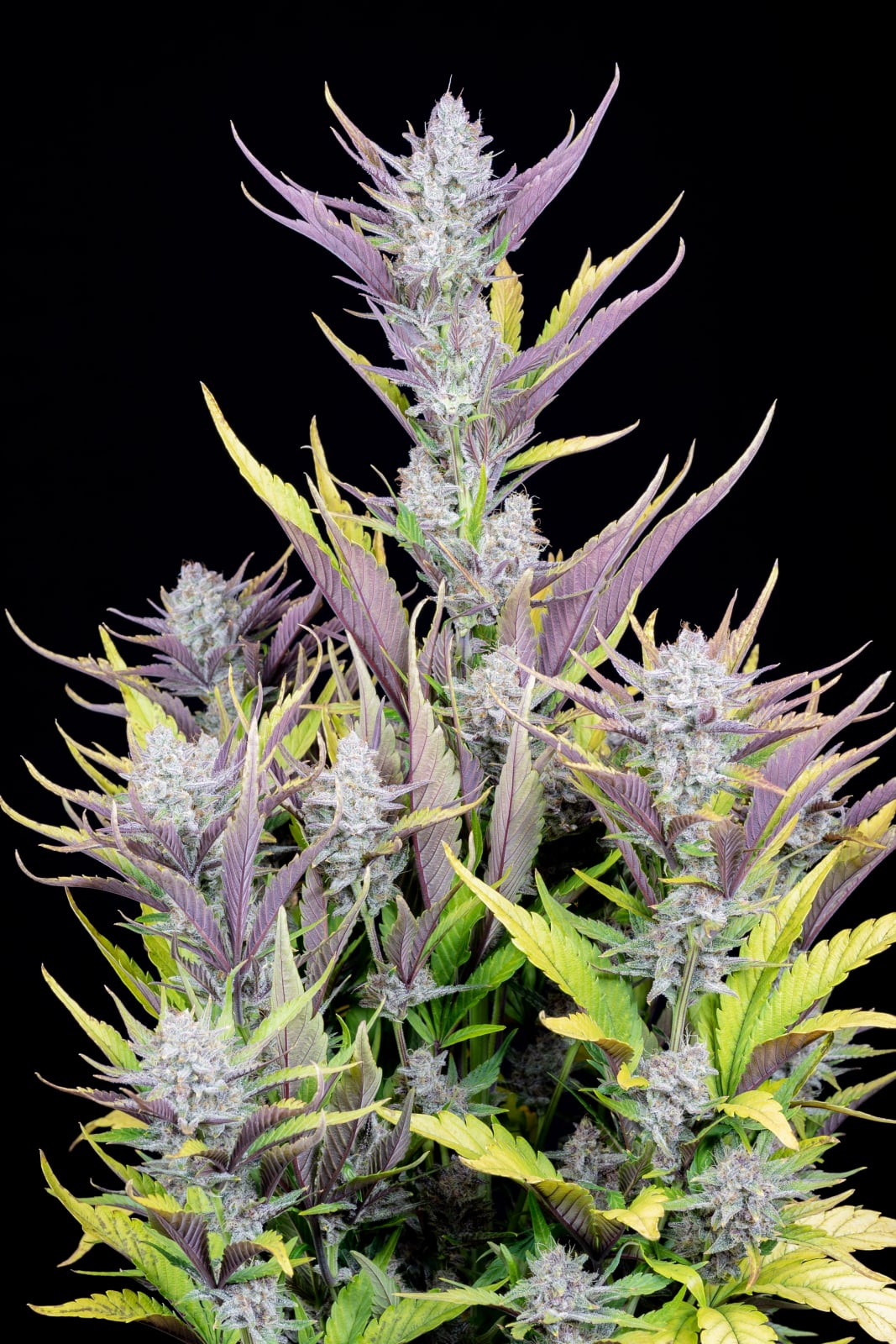 Wedding Glue Auto von Fast Buds