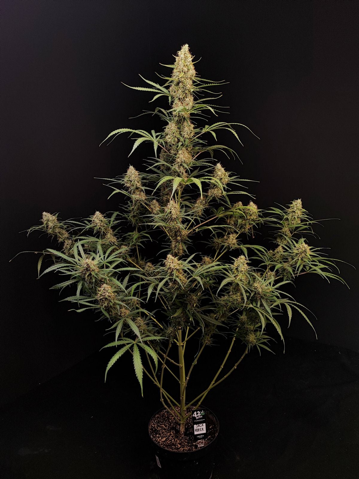 Jack Herer Auto von Fast Buds