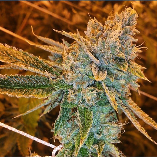 West Coast O.G. Auto von Fast Buds