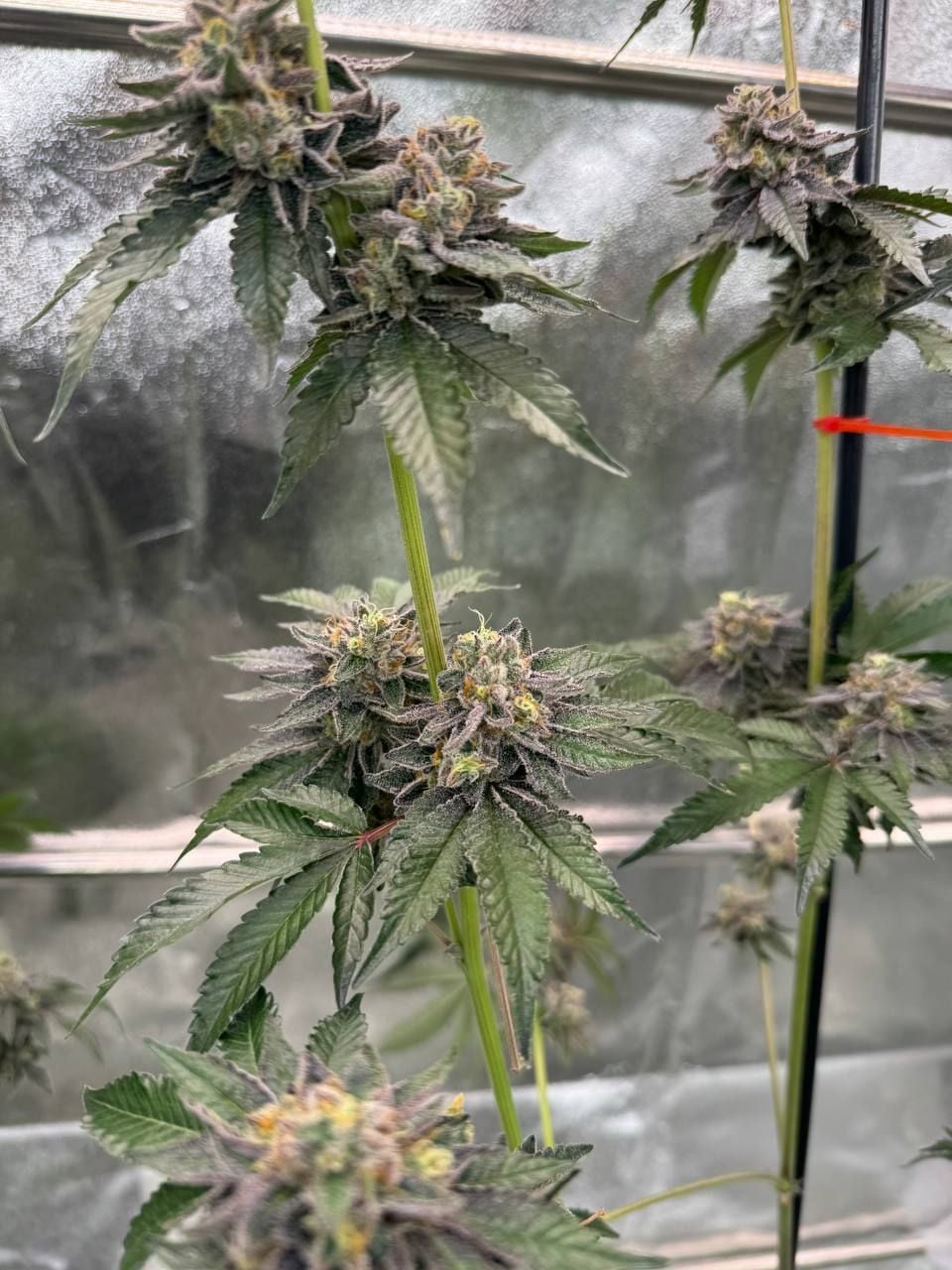 Gary Sherbet von Fast Buds
