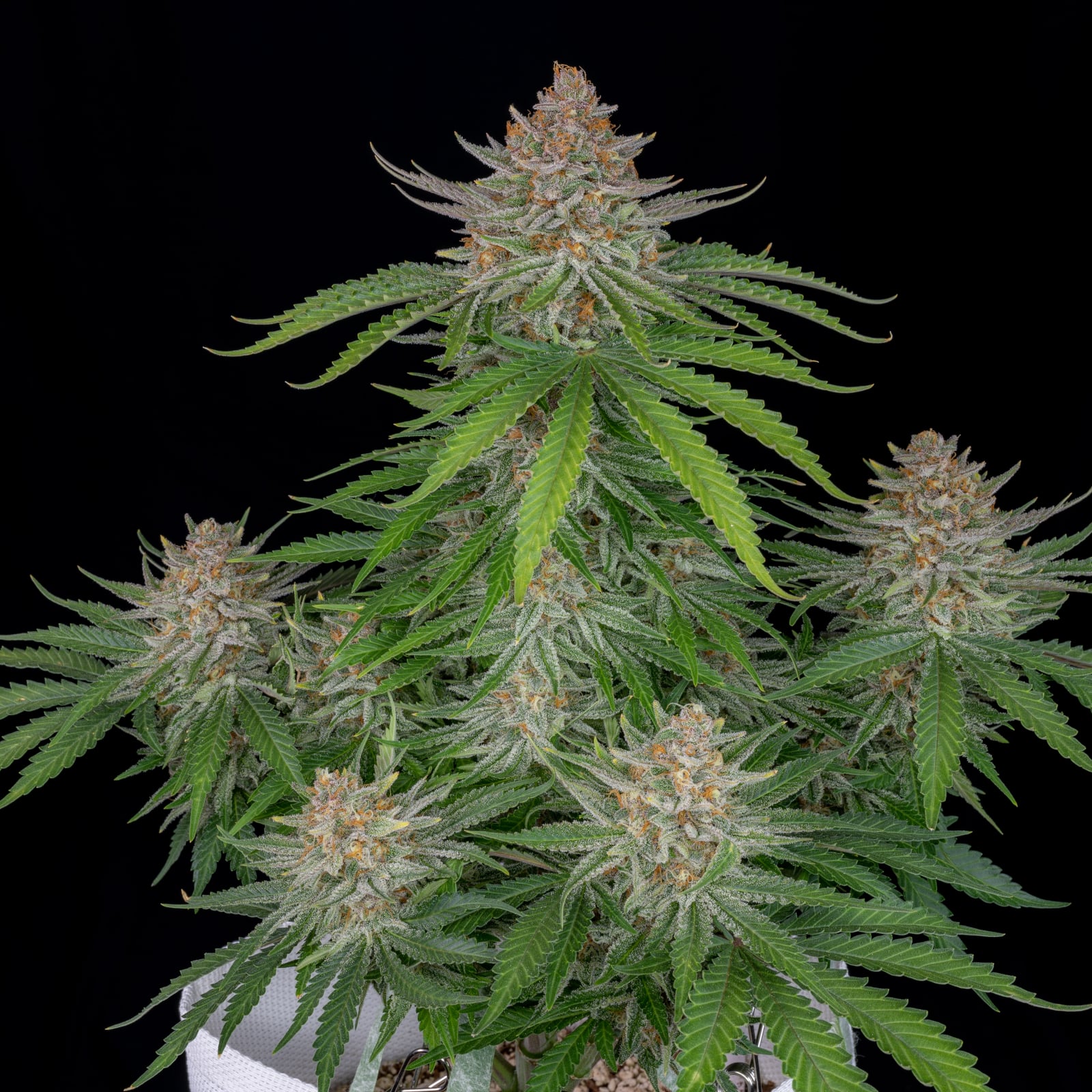 Strawberry Pie Auto von Fast Buds
