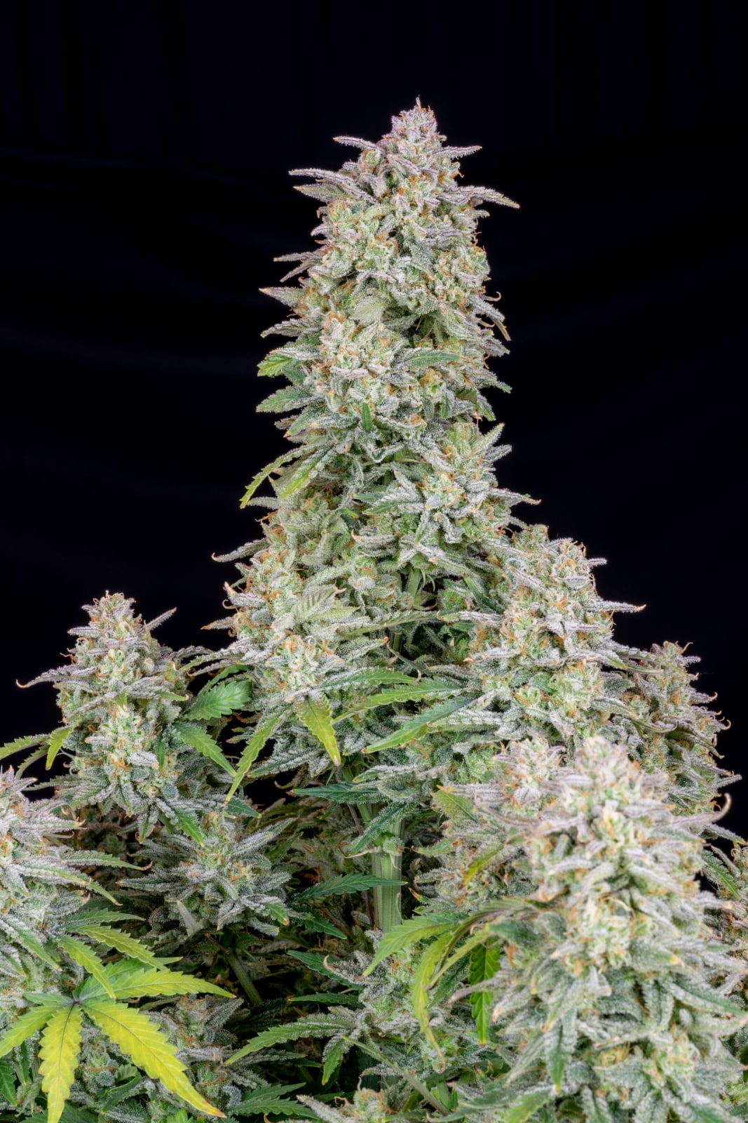 Forbidden Runtz Auto von Fast Buds
