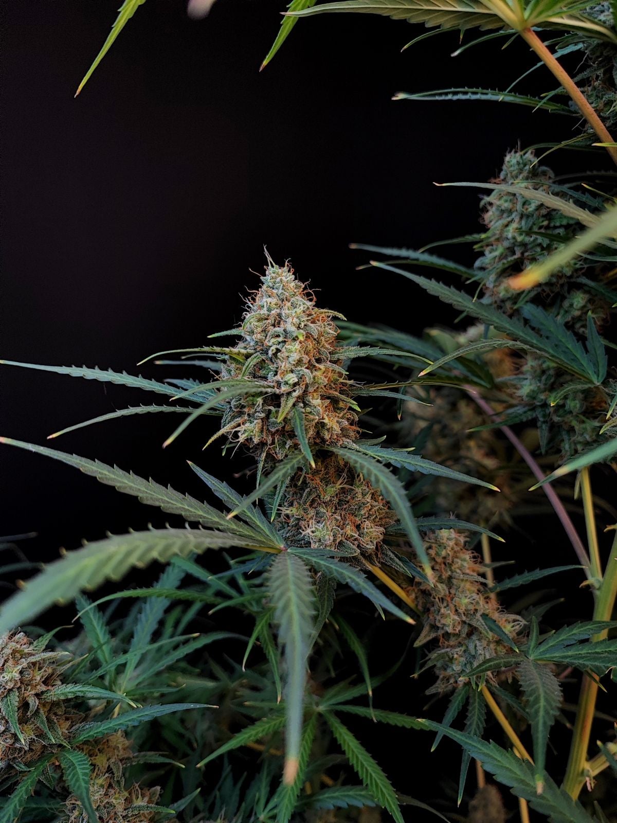 Jack Herer Auto von Fast Buds