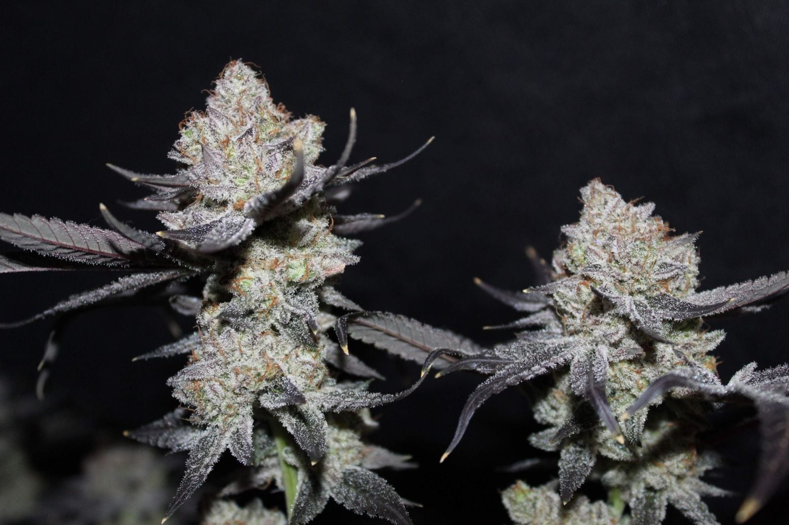 Tropicana Cookies FF von Fast Buds