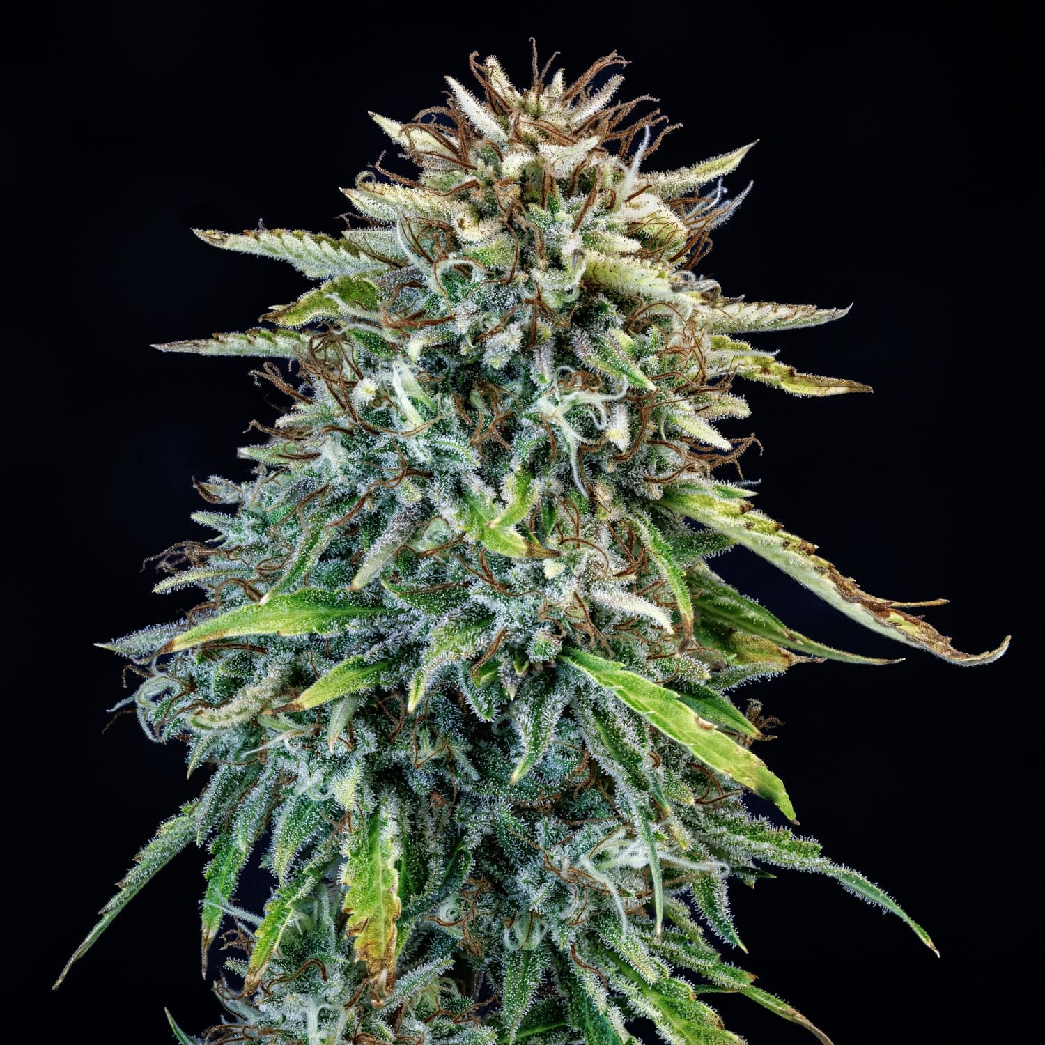 505 headbanger 3+2er – mephisto genetics (autoflower samen)