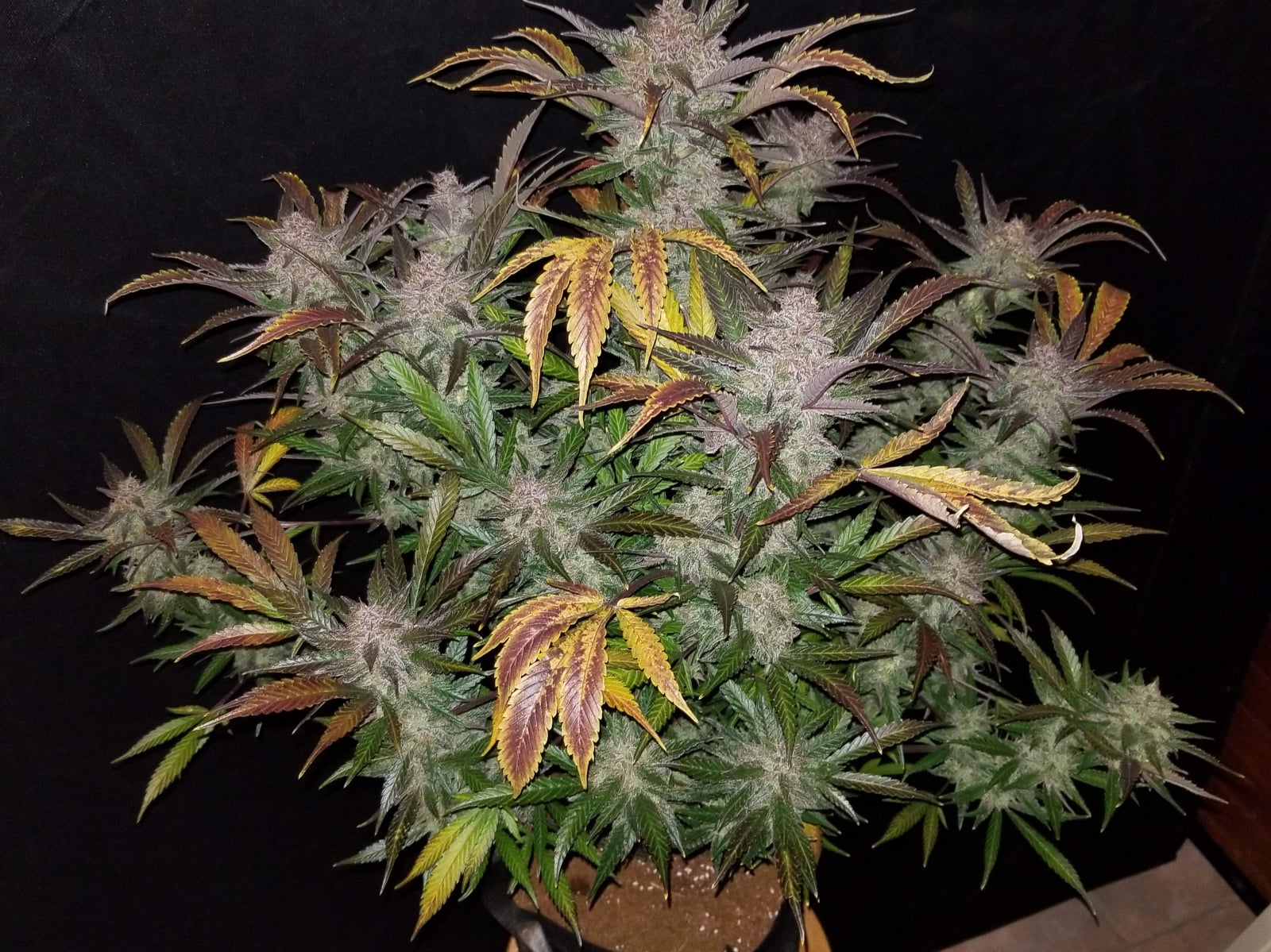 Cream Cookies Auto von Fast Buds