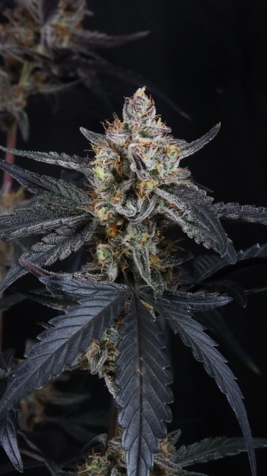 Guava Runtz Auto von Fast Buds